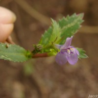Bonnaya ciliata (Colsm.) Spreng.